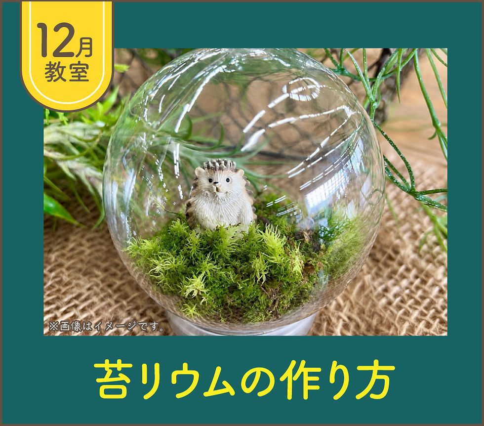 12月苔リウムの作り方.jpg