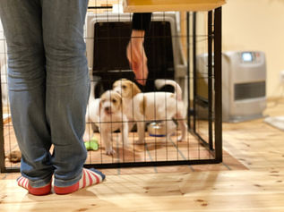 犬にケージは必要？選び方のポイントをチェック