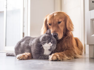 犬・猫などペットの鳴き声が騒音に！？トラブルを防ぐ防音対策