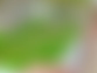 お庭を華やかに彩る。レンガの種類と選び方