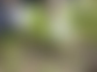 お庭の雑草をあっという間に処理！除草剤の種類と選び方