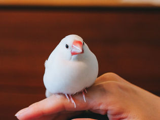初心者向け文鳥の飼い方ガイド！