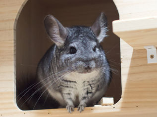 チンチラの飼い方完全ガイド！値段・寿命・注意点を初心者向けに解説