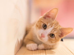 猫のふみふみ、その理由はなぜ？意味や気持ちを解説