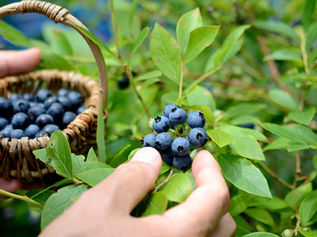 ブルーベリーの鉢植え栽培｜初心者でも簡単な育て方のコツ