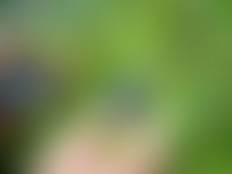 ブルーベリーの鉢植え栽培｜初心者でも簡単な育て方のコツ