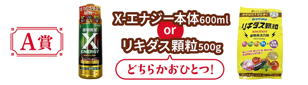 A賞.jpg