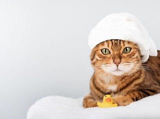 猫シャンプーのやり方完全ガイド！嫌がる子も安心のコツ