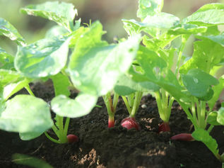 秋野菜家庭菜園ガイド！9月～11月植えの初心者おすすめ品種20選