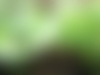 秋野菜家庭菜園ガイド！9月～11月植えの初心者おすすめ品種20選