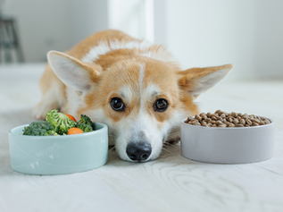 犬の手作りごはん入門｜簡単レシピと安全な始め方を紹介