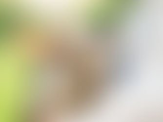 うさぎの種類一覧｜人気10種を値段や性格で比較【初心者向け】