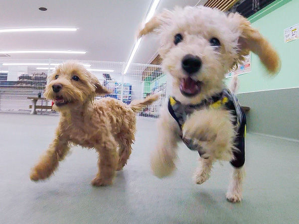 ドッグラン